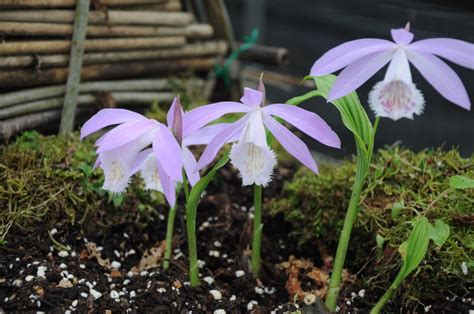 一葉蘭|臺灣一葉蘭 (Pleione bulbocodioides)